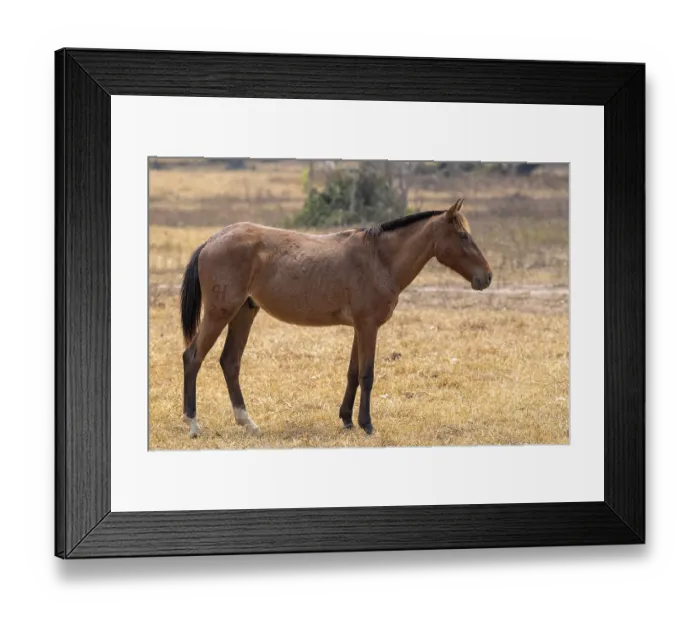 Framed Print : Andalusian horse (Pura Raza Espanola)
