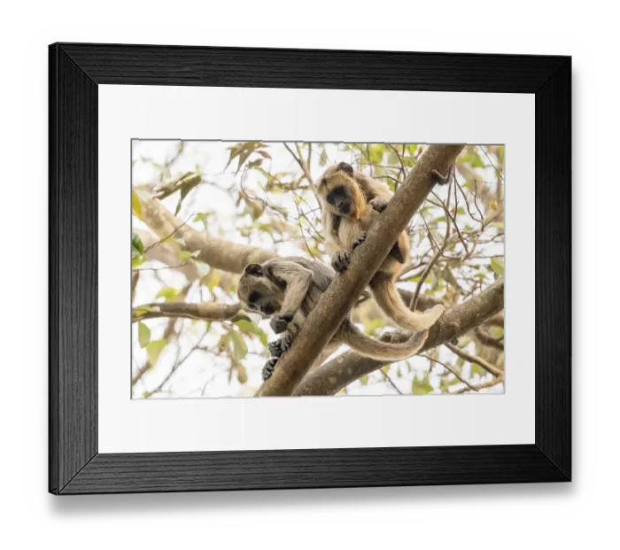 Framed Print : Black howler (Alouatta), juvenile