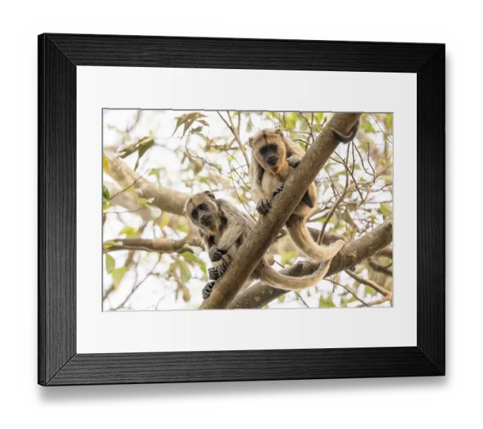 Framed Print : Black howler (Alouatta), juvenile