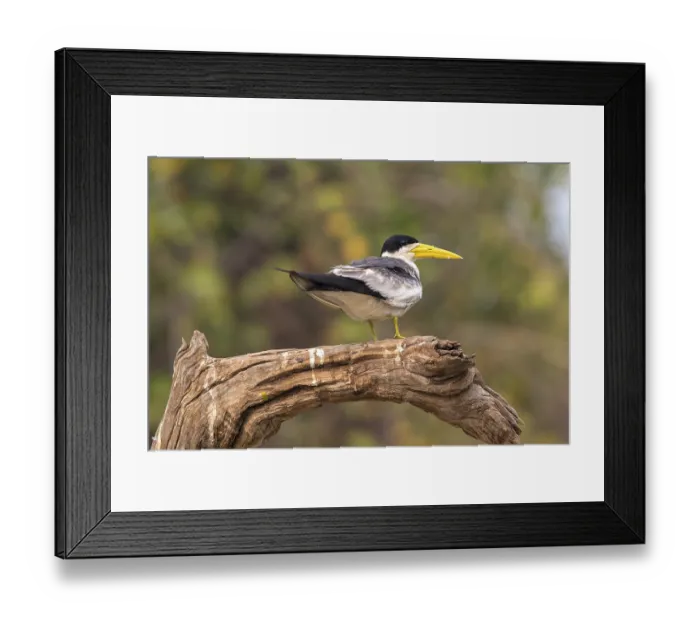 Framed Print : Large-billed Tern (Phaetusa simplex)