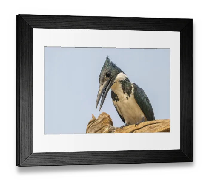 Framed Print : Green Kingfisher (Chloroceryle americana) Framed Print : Green Kingfisher (Chloroceryle americana)