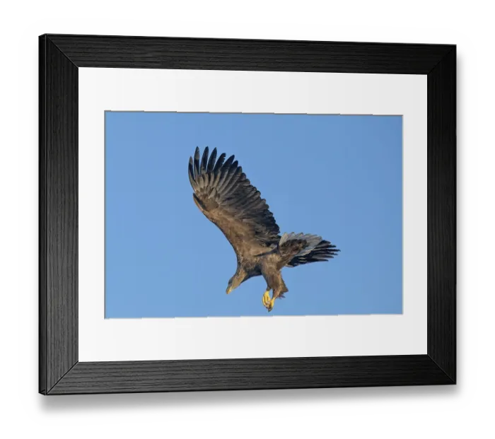 Framed Print : White-tailed eagle (Haliaeetus albicilla) Framed Print : White-tailed eagle (Haliaeetus albicilla)