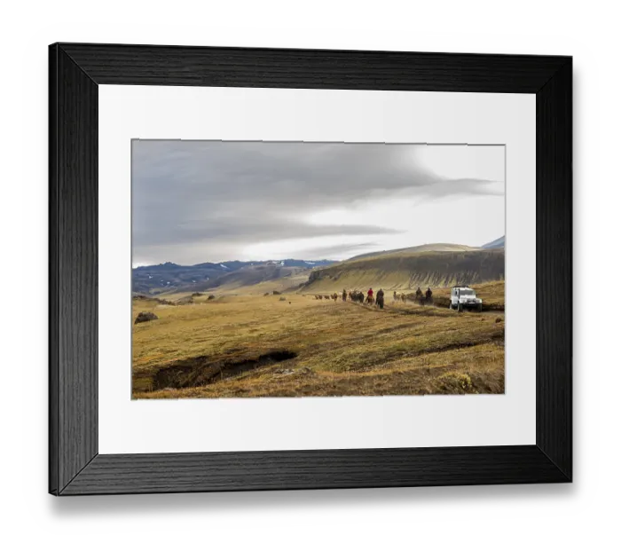 Framed Print : Icelandic horses, Landmanalaugar, Iceland, Europe