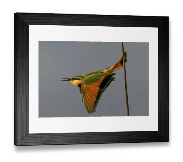Framed Print : Bee-eater (Merops apiaster) flying