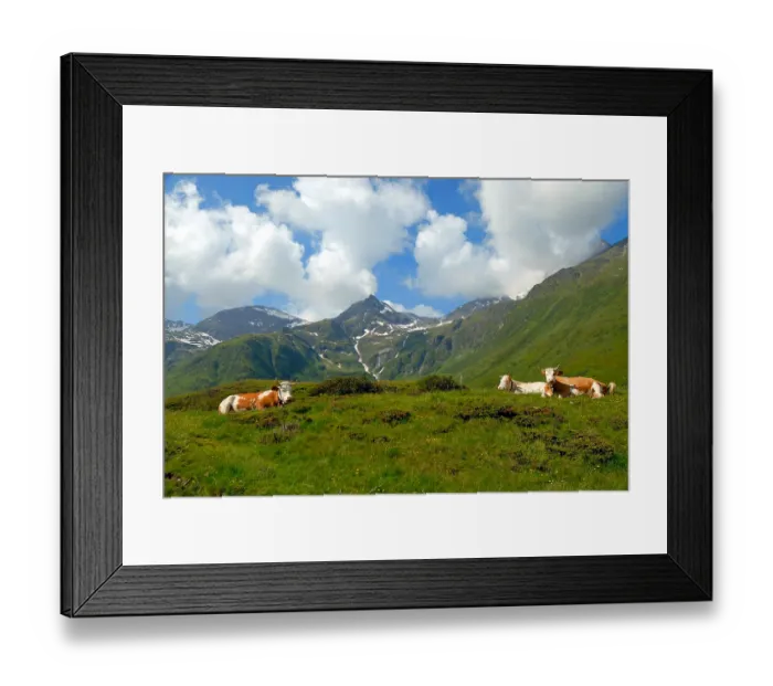 Framed Print : Alps in Austria, with cows in the foreground