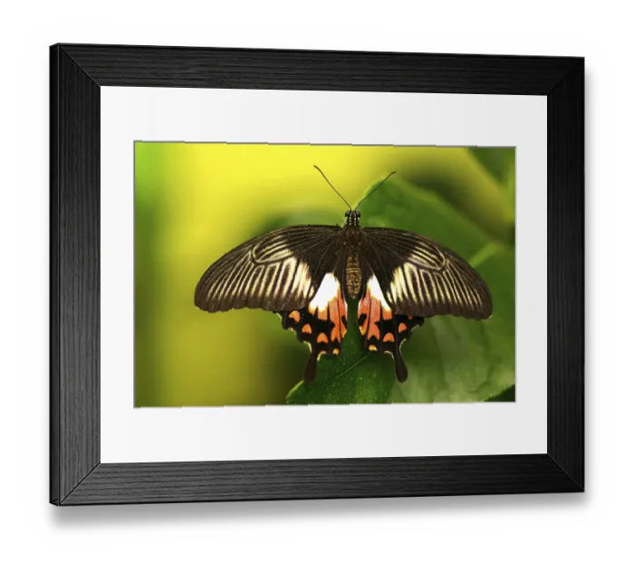 Framed Print : Scharlachroter Schwalbenschwanz