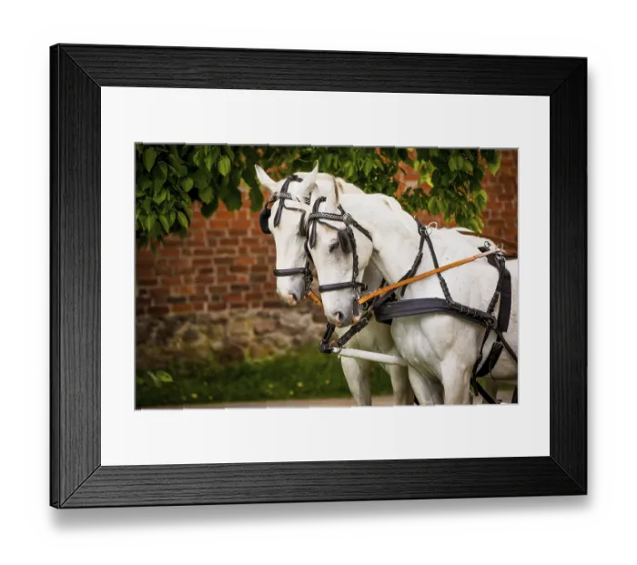Framed Print : Two bridled white horses Framed Print : Two bridled white horses