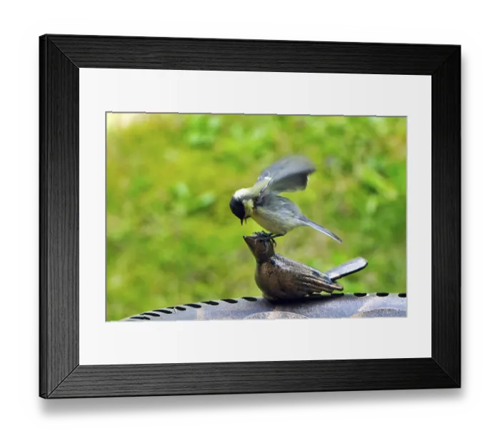 Framed Print : Parus major