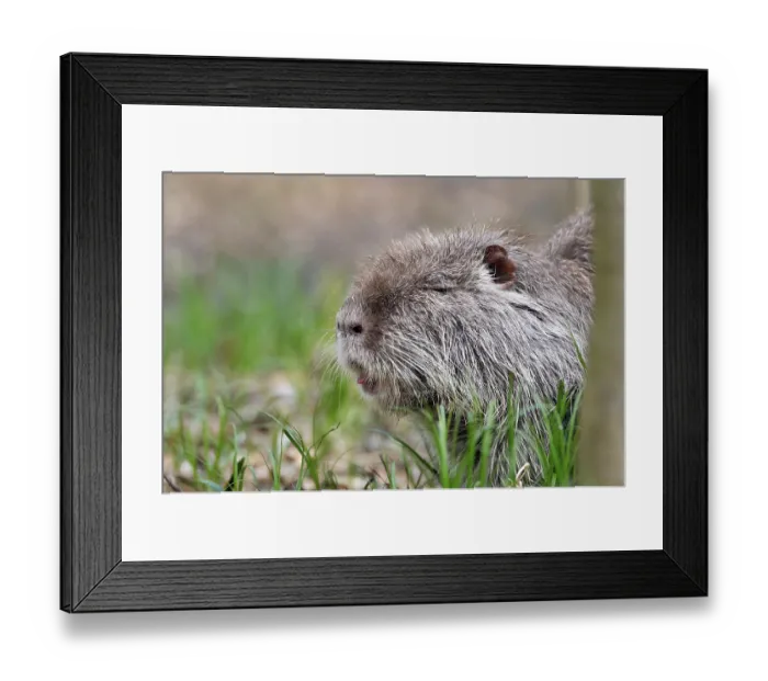 Framed Print : Nutria (Myocastor-coypus) when feeding Framed Print : Nutria (Myocastor-coypus) when feeding
