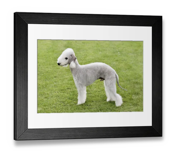 Framed Print : Typical Bedlington Terrier in the spring garden Framed Print : Typical Bedlington Terrier in the spring garden