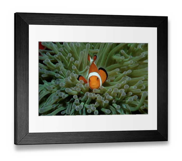 Framed Print : Ocellaris Clownfish (Amphiprion ocellaris)