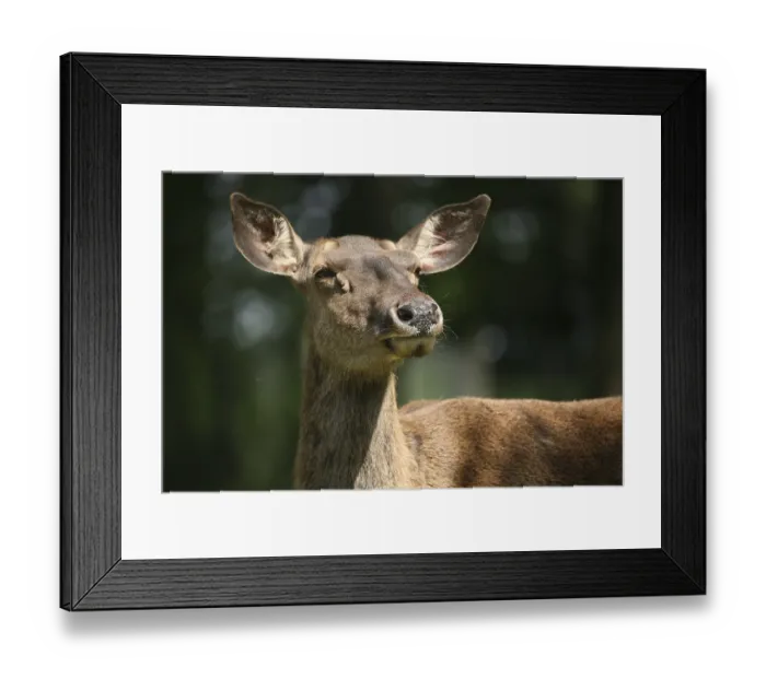 Framed Print : Cervus elaphus maral Framed Print : Cervus elaphus maral