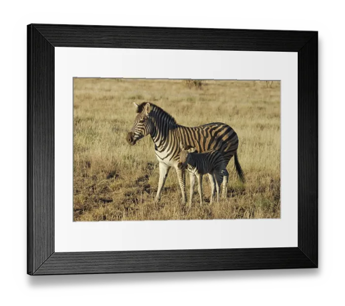 Framed Print : A Burchells Zebra (Equus quagga burchelli) with a calf in the Kruger Park