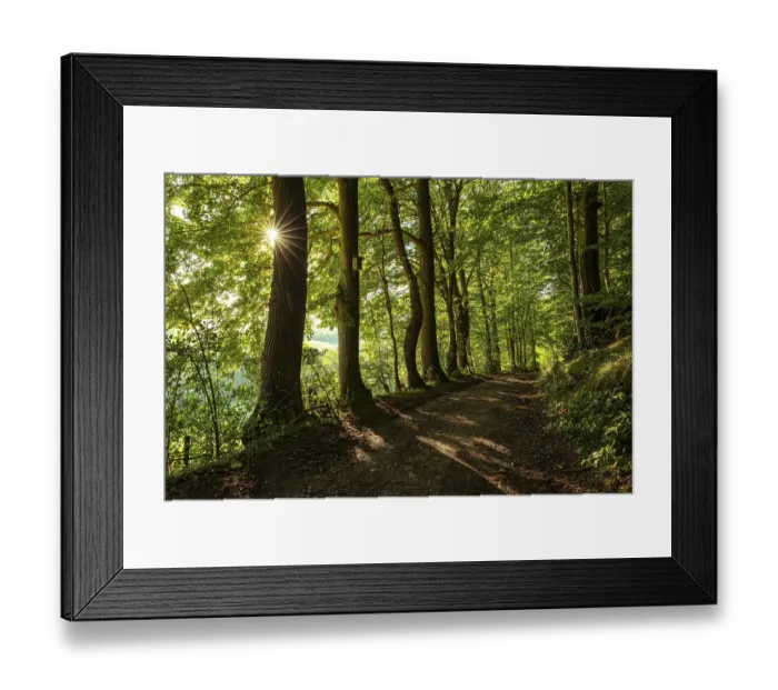 Framed Print : A quiet forest path in the evening light