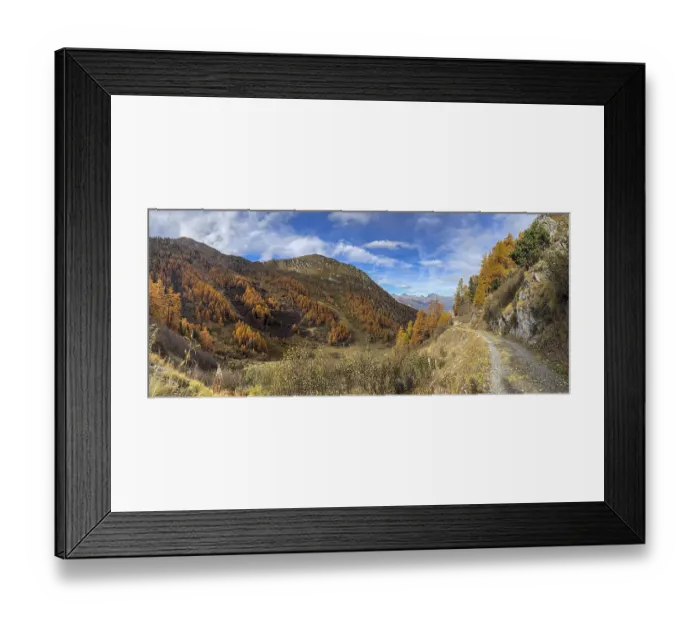 Framed Print : Hiking trail and autumnal larch forests Framed Print : Hiking trail and autumnal larch forests