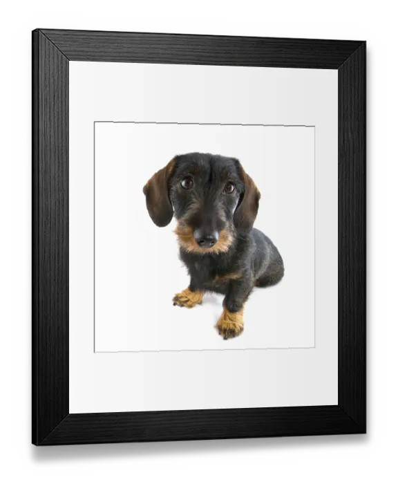 Framed Print : Cute dachshund isolated over white
