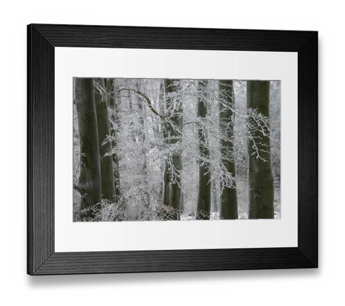 Framed Print : Winter in a beech forest