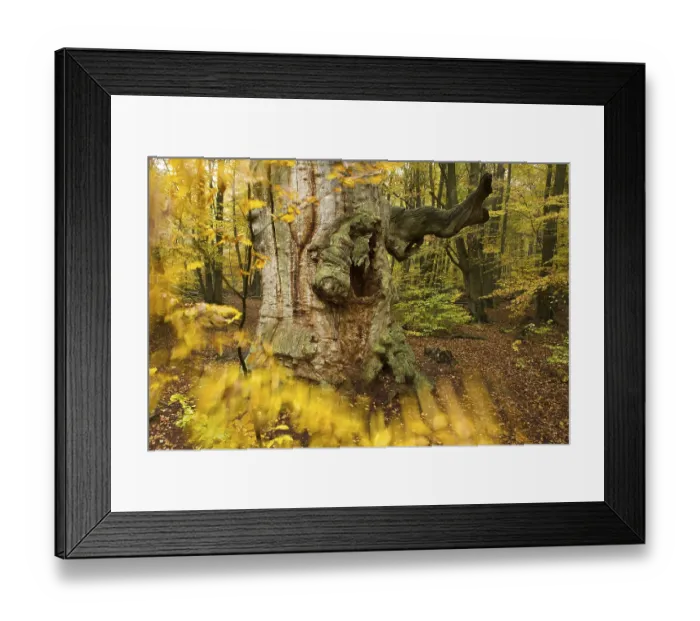 Framed Print : Old Oak (Quercus) in autumn, Urwald Sababurg primeval forest