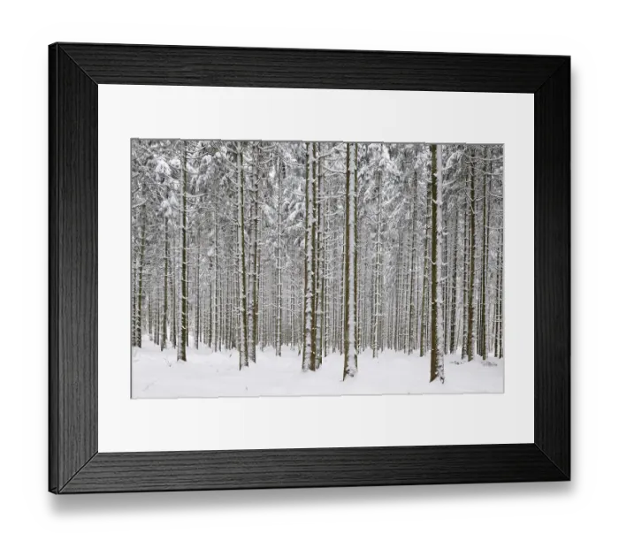 Framed Print : Pine forest in winter Framed Print : Pine forest in winter