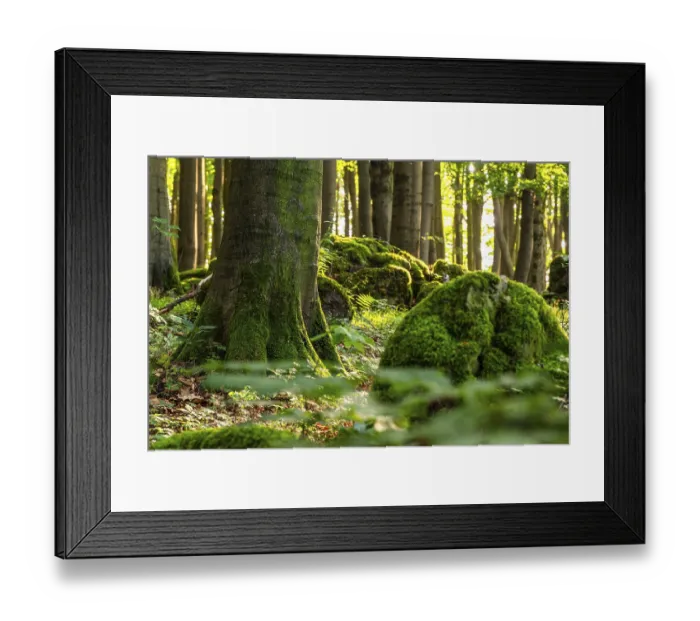 Framed Print : Moss-covered rocks and the trunk of a mighty old beech tree in a forest flooded with sunlight