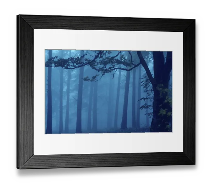 Framed Print : Fog in the autumnal deciduous forest