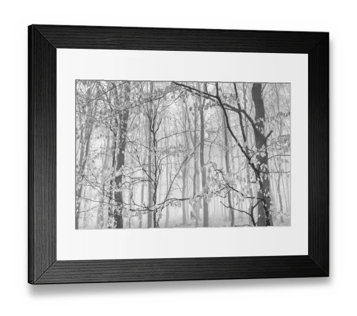Framed Print : Beech forest in the fog, Ore Mountains Framed Print : Beech forest in the fog, Ore Mountains