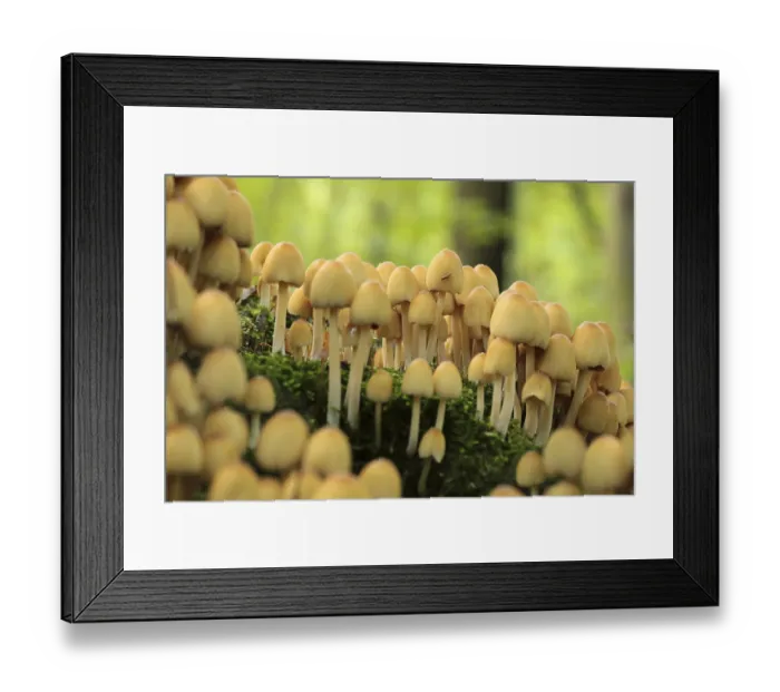 Framed Print : Mushrooms growing on a tree trunk in the forest