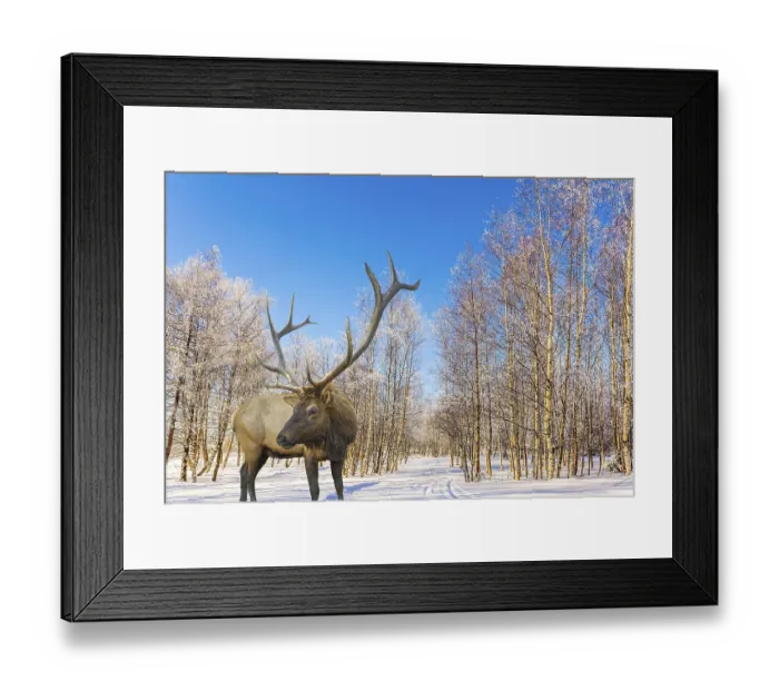 Framed Print : Magnificent reindeer on ski road in the snow-covered aspen grove