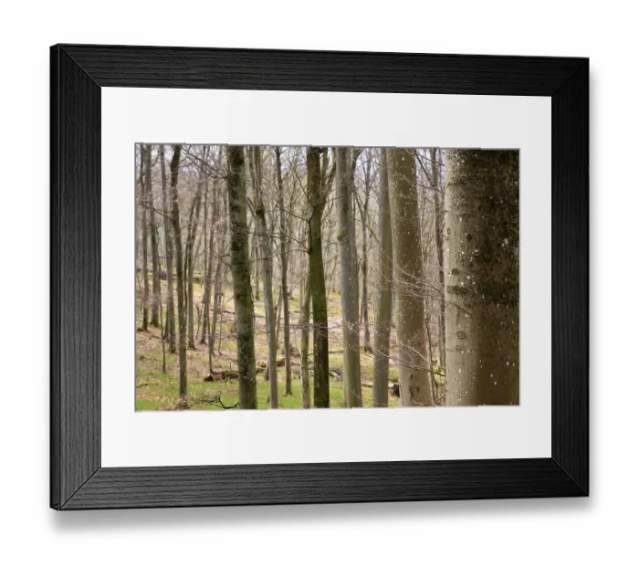 Framed Print : Leafless beech forest in autumnal mood with leaves on the ground Framed Print : Leafless beech forest in autumnal mood with leaves on the ground