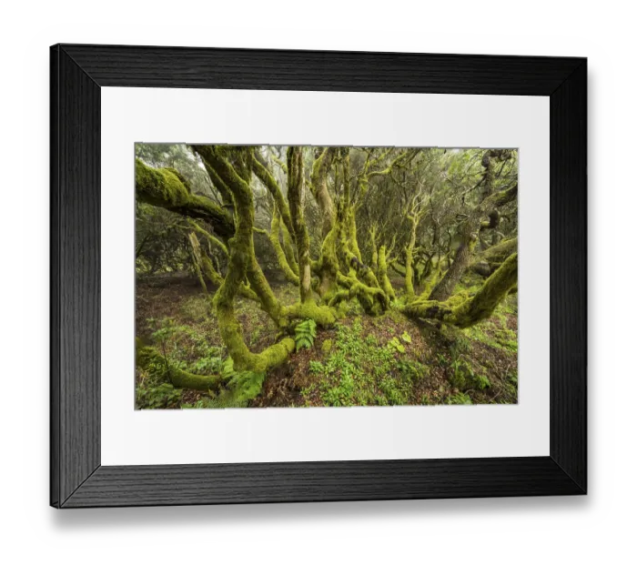 Framed Print : Moss-covered laurel trees in cloud forest Framed Print : Moss-covered laurel trees in cloud forest