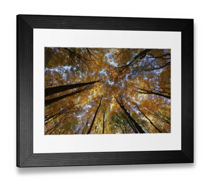 Framed Print : Nature, autumnal forest, view from below into the tree tops Framed Print : Nature, autumnal forest, view from below into the tree tops
