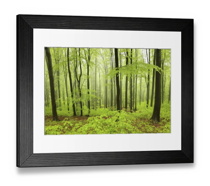 Framed Print : Beech trees in spring forest on a mountain slope in foggy
