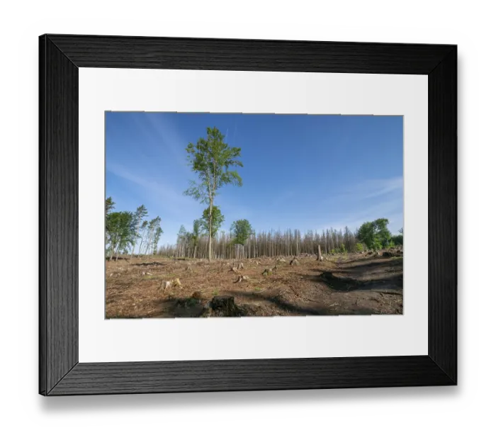 Framed Print : Dead spruces following bark beetle infestation