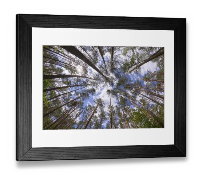 Framed Print : Wide angle view of pine forest with blue sky Framed Print : Wide angle view of pine forest with blue sky