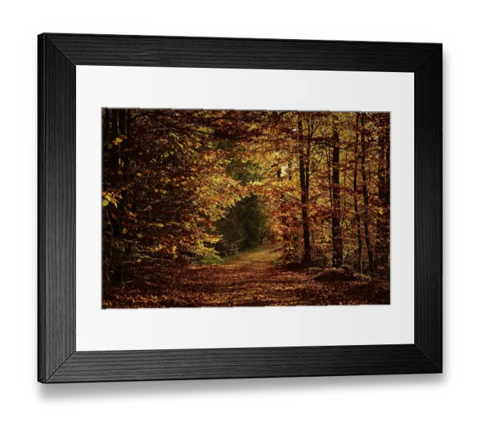 Framed Print : Autumn forest path with dense foliage creating a peaceful Framed Print : Autumn forest path with dense foliage creating a peaceful