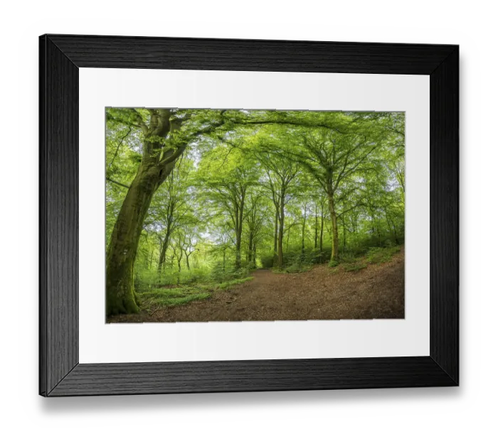 Framed Print : A shady forest path winds through lush green trees
