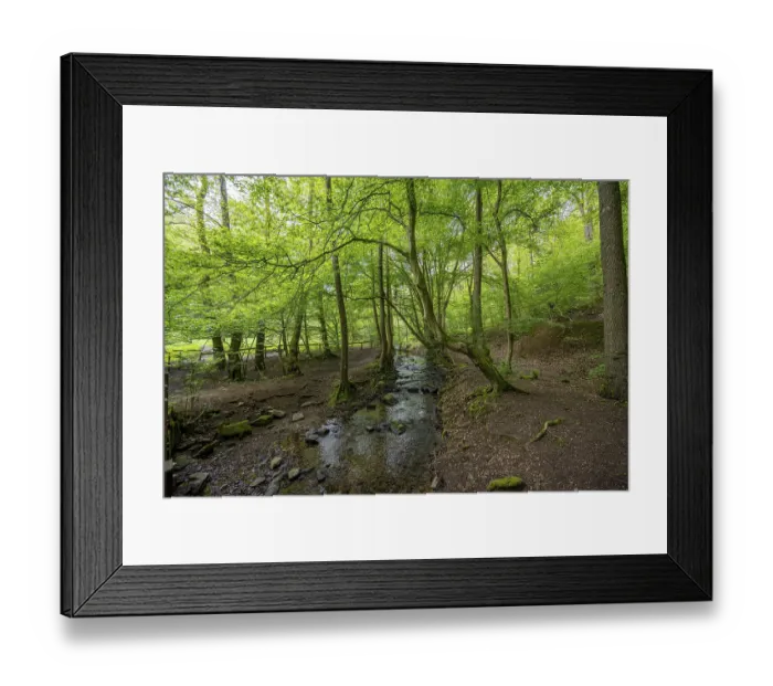 Framed Print : Small stream flows through a green forest full of trees and moss Framed Print : Small stream flows through a green forest full of trees and moss