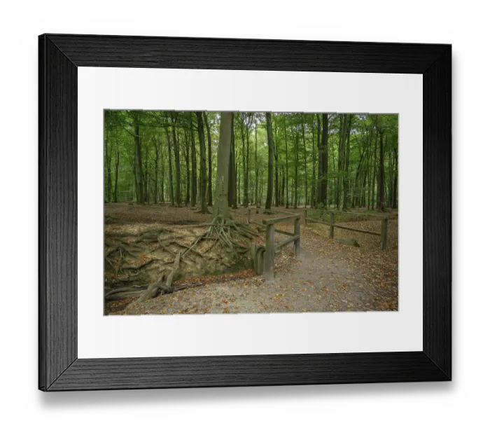 Framed Print : A forest path with exposed tree roots and dense trees Framed Print : A forest path with exposed tree roots and dense trees