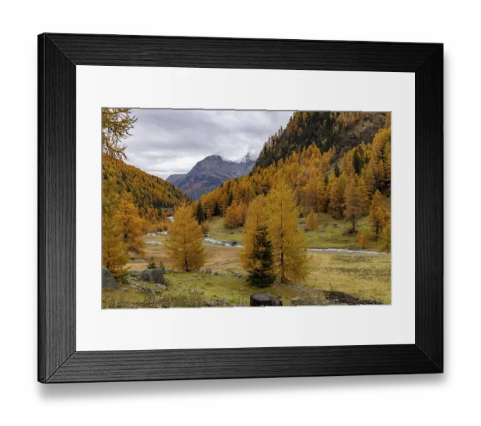 Framed Print : Wild Susasca at the Alp Pra Dadoura Framed Print : Wild Susasca at the Alp Pra Dadoura