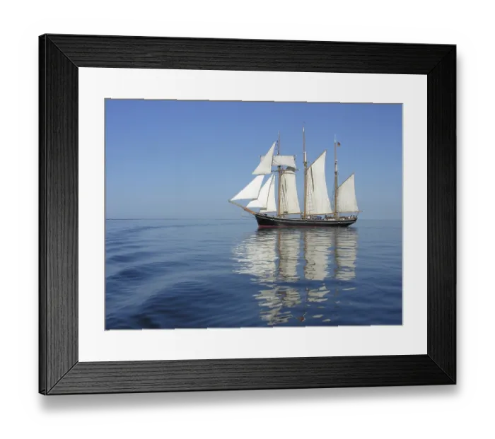 Framed Print : Albatross Framed Print : Albatross