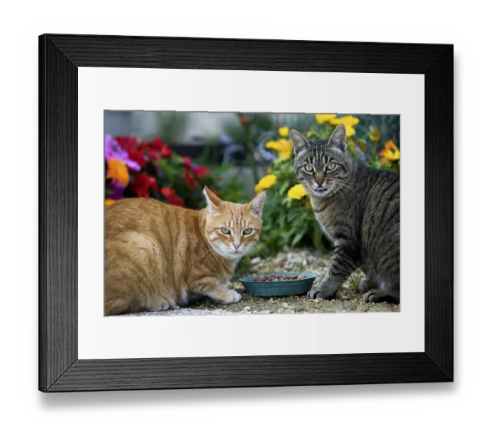 Framed Print : Red tabby and brown tabby domestic cat eating Framed Print : Red tabby and brown tabby domestic cat eating