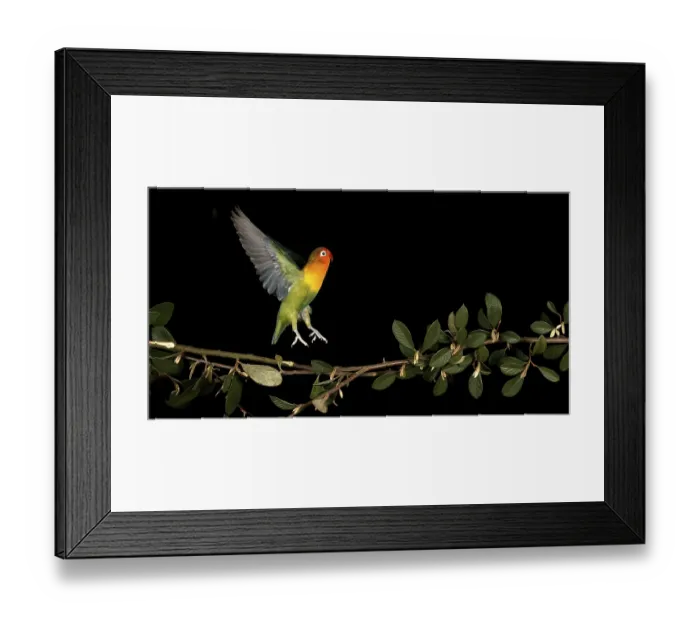 Framed Print : Fischer's Lovebird (agapornis fischeri) Framed Print : Fischer's Lovebird (agapornis fischeri)