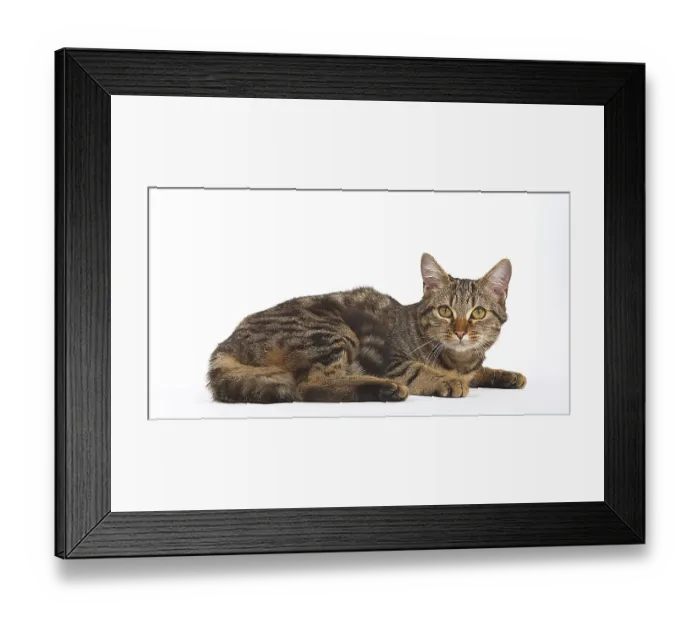Framed Print : Brown Tabby Domestic Cat on White Background Framed Print : Brown Tabby Domestic Cat on White Background