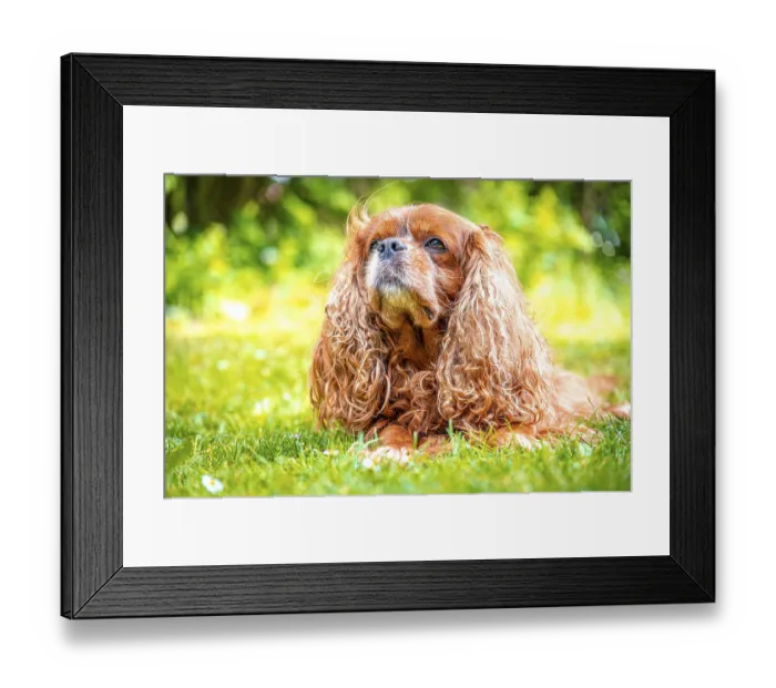 Framed Print : A dog breed Cavalier King Charles Spaniel with impressive coat in natural environment