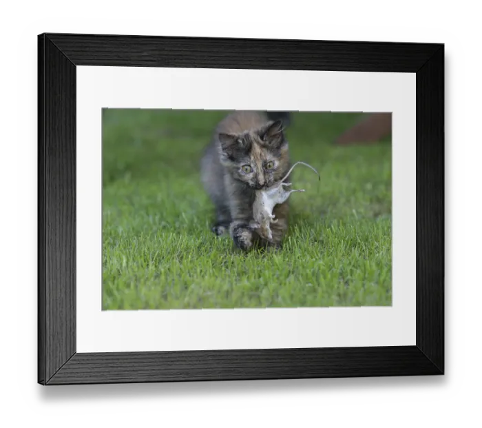 Framed Print : A young multicoloured cat plays in the garden and proudly carries a caught mouse in its mouth