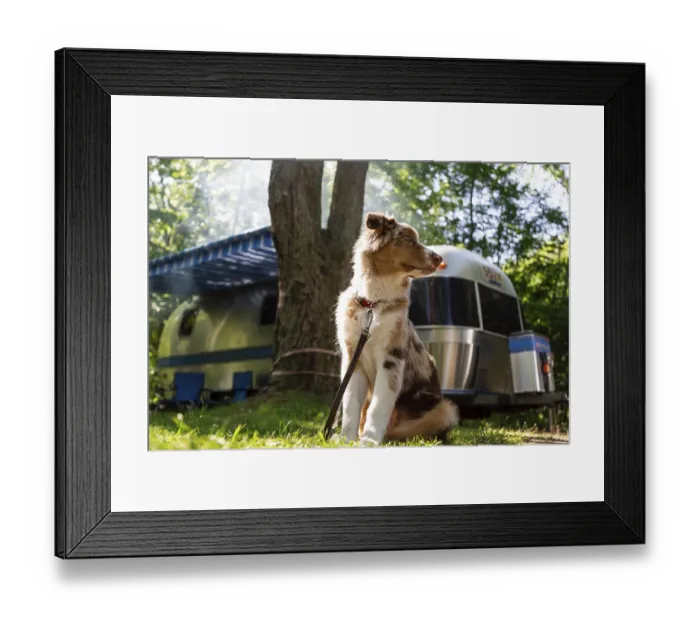 Framed Print : A young Australian Shepherd