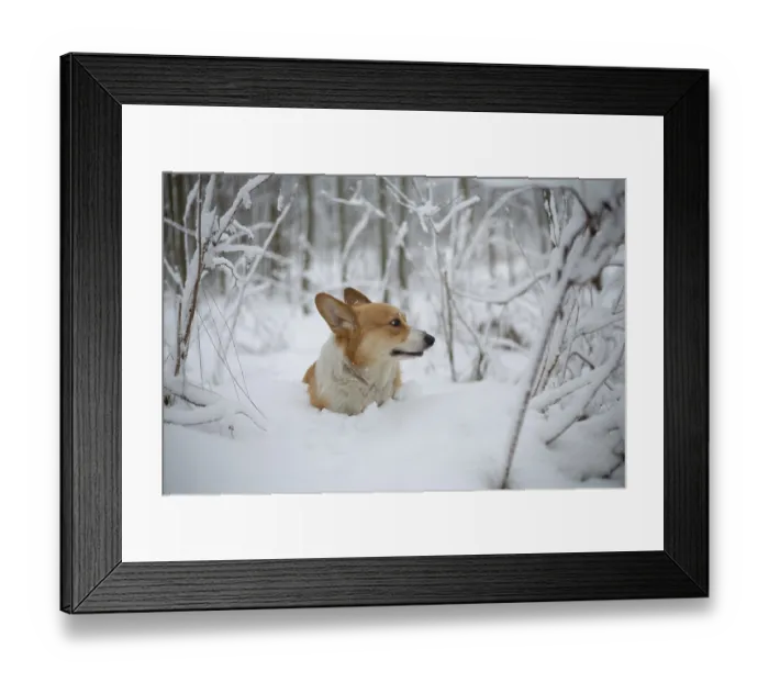 Framed Print : Welsh Corgi Pembroke dog in winter scenery Happy dog in the snow