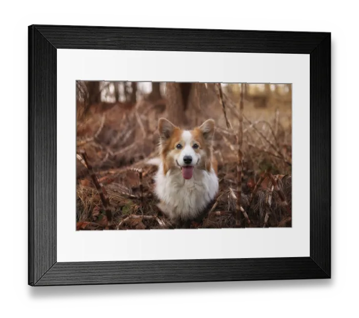 Framed Print : Corgi Pembroke dog posing for a photo in the autumn forest Framed Print : Corgi Pembroke dog posing for a photo in the autumn forest