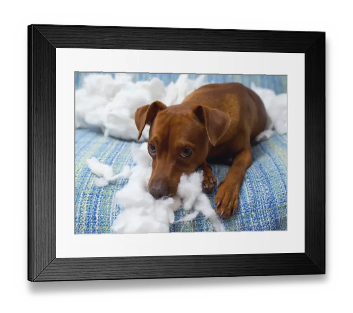 Framed Print : Naughty playful puppy dog after biting a pillow tired of hard work