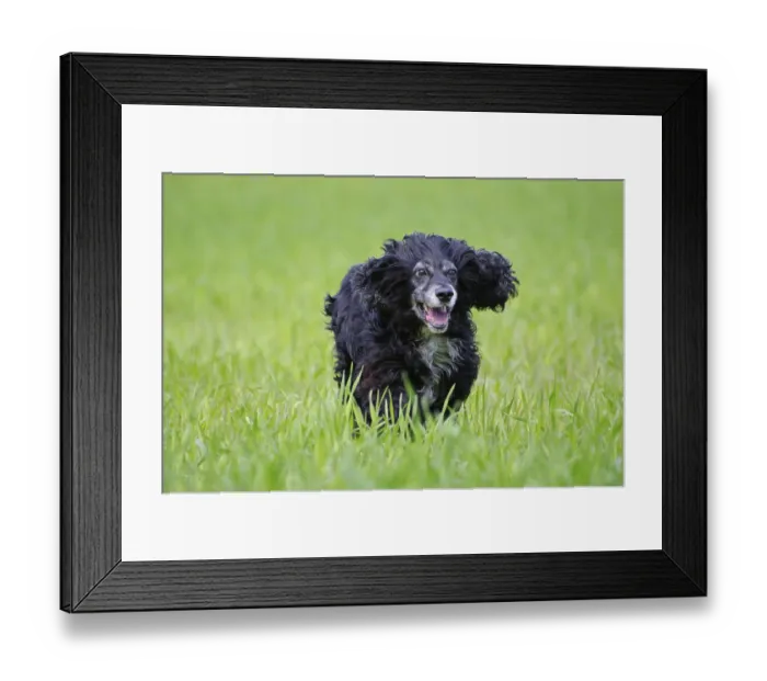 Framed Print : Cute Cocker Spaniel Dog Running on the Green Field in Motion in a Sunny Day in Switzerland